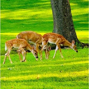 Meet your Posher, Naz